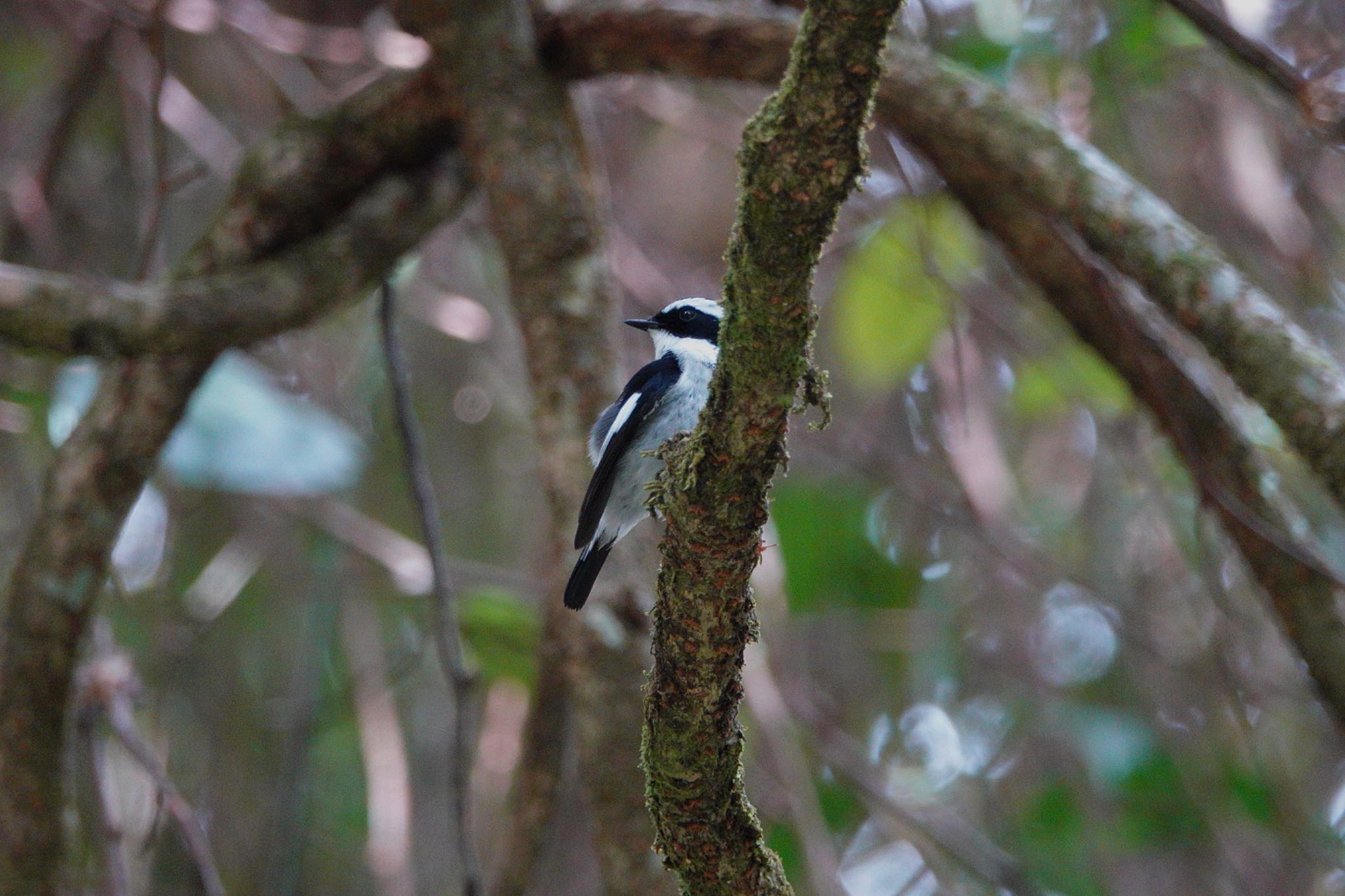 Little Pied Flycatcher