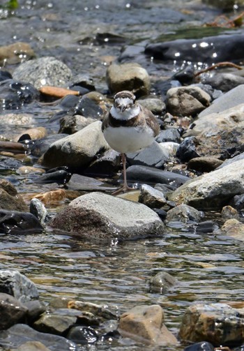 Long-billed Plover 鴨川 Sat, 6/1/2024