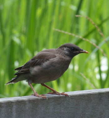 Sun, 6/2/2024 Birding report at 洗足池公園