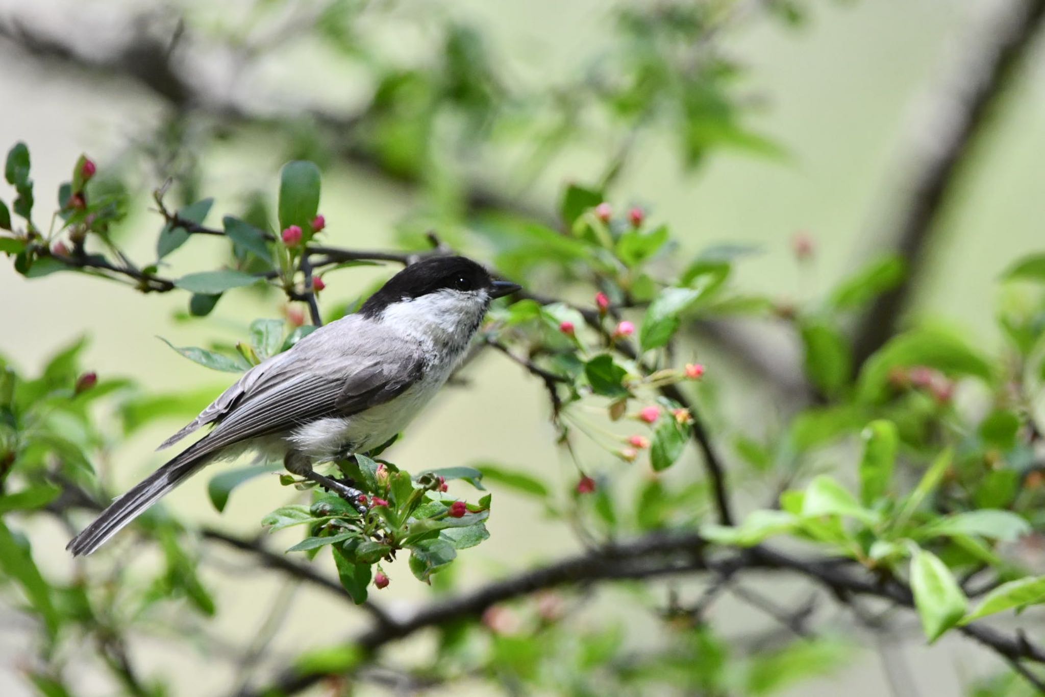 Willow Tit