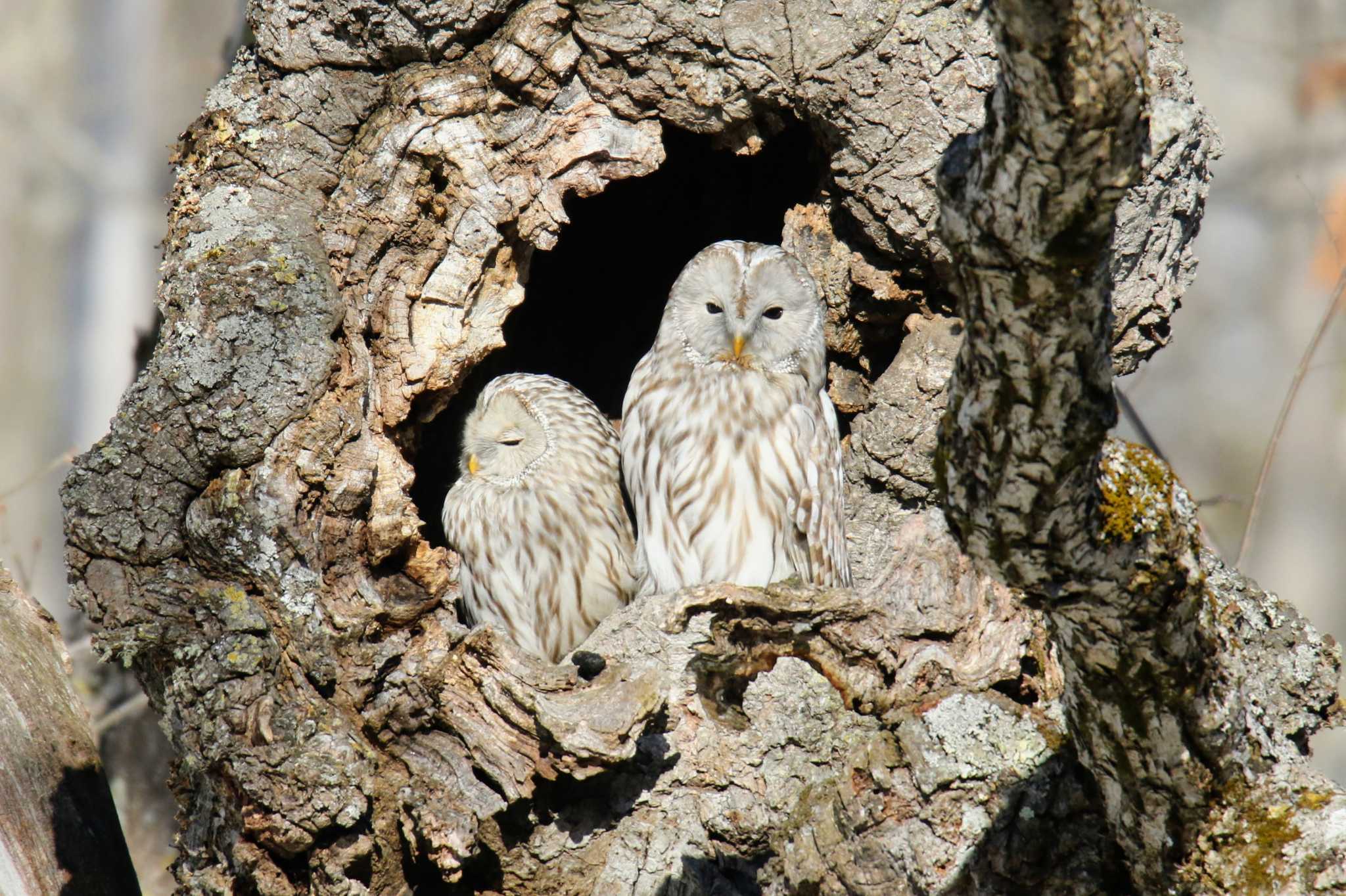 Photo of Ural Owl(japonica) at 鶴居村 by はやぶさくん