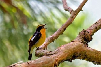 Narcissus Flycatcher 日向渓谷 Sat, 6/1/2024