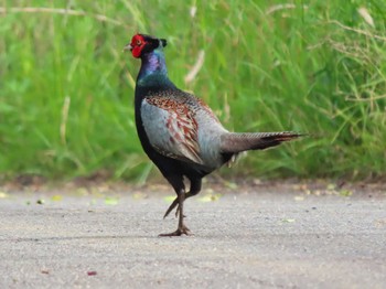 Sun, 6/2/2024 Birding report at 山口県秋吉台