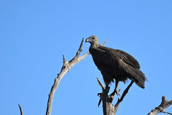 Hooded Vulture モレミ動物保護区(オカバンゴ・デルタ)ボツワナ Fri, 5/17/2024