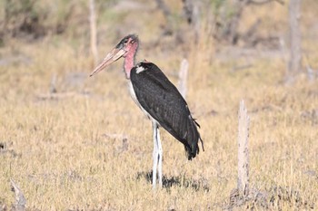 Marabou Stork モレミ動物保護区(オカバンゴ・デルタ)ボツワナ Fri, 5/17/2024