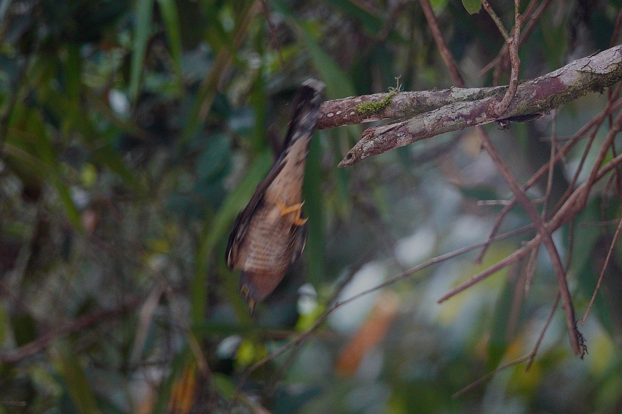 Dark Hawk-Cuckoo