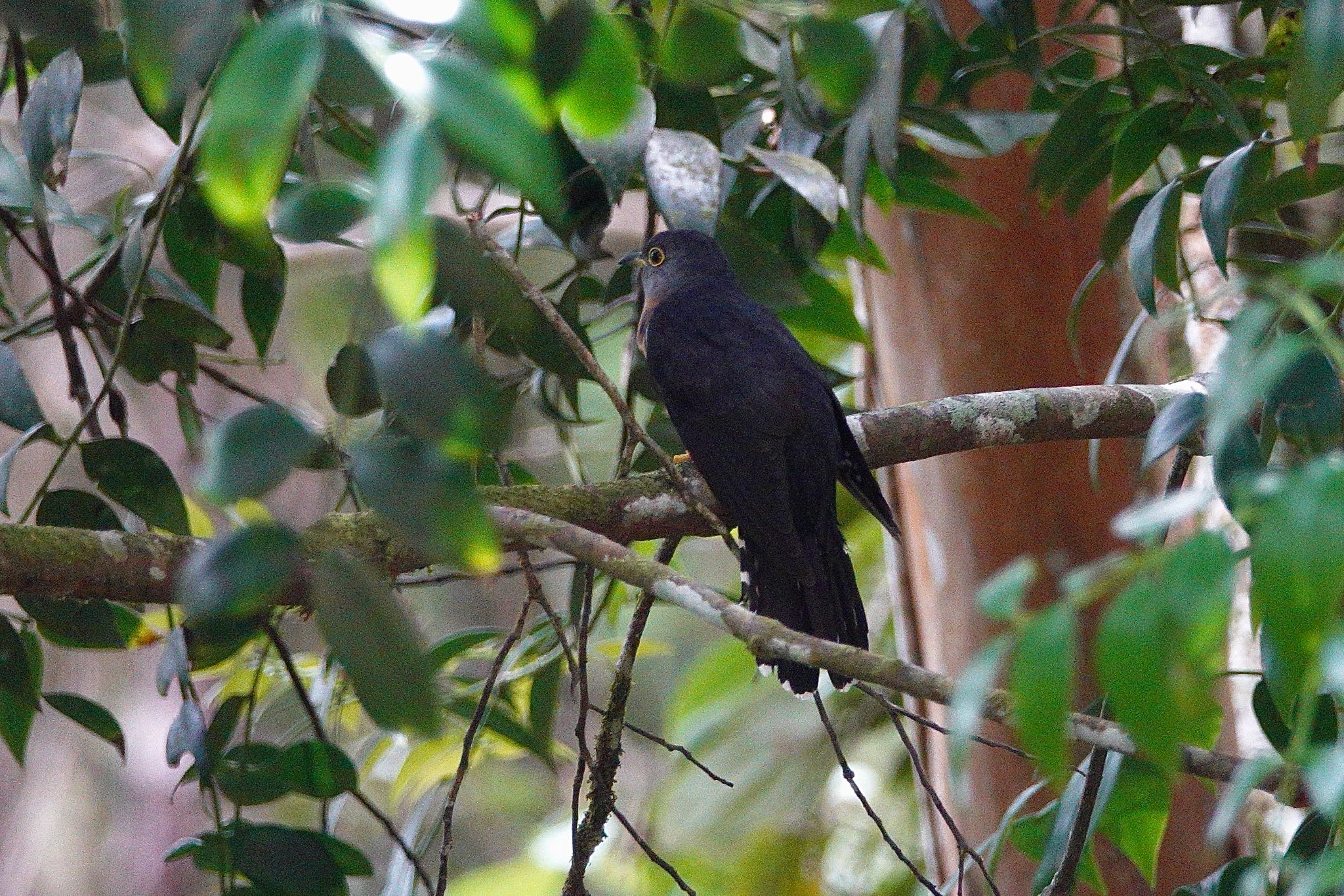 Dark Hawk-Cuckoo