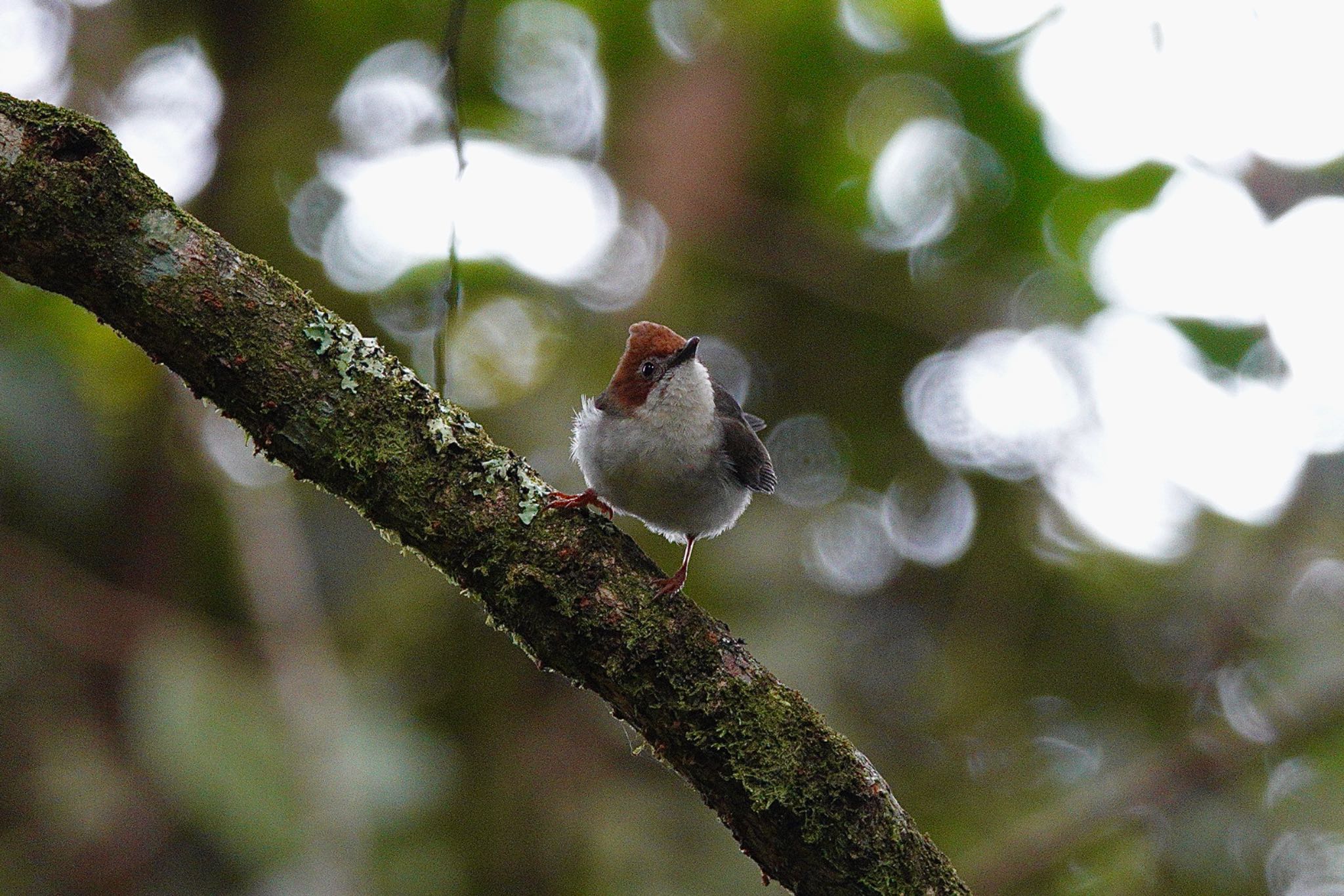 Chestnut-crested Yuhina