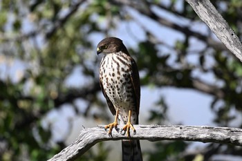 Mon, 5/13/2024 Birding report at Khwai Private Reserve(Okavango Delta)