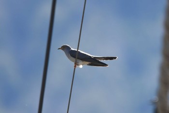 Sat, 5/18/2024 Birding report at Senjogahara Marshland