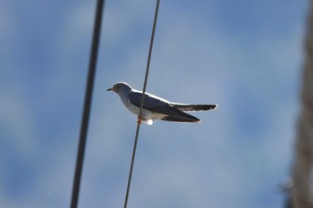 2024年5月18日(土) 戦場ヶ原の野鳥観察記録