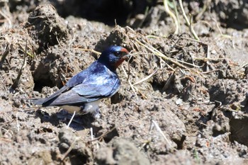 2024年5月18日(土) 東京港野鳥公園の野鳥観察記録