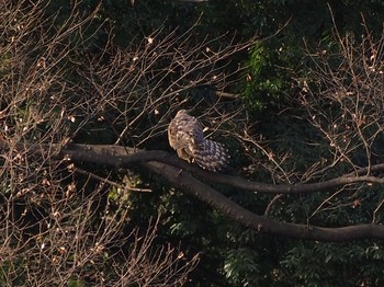 Eurasian Goshawk Shinjuku Gyoen National Garden Sun, 1/13/2019