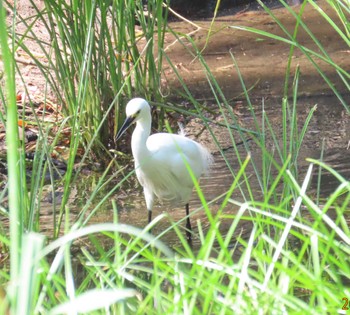 コサギ 葛西臨海公園 2024年5月30日(木)