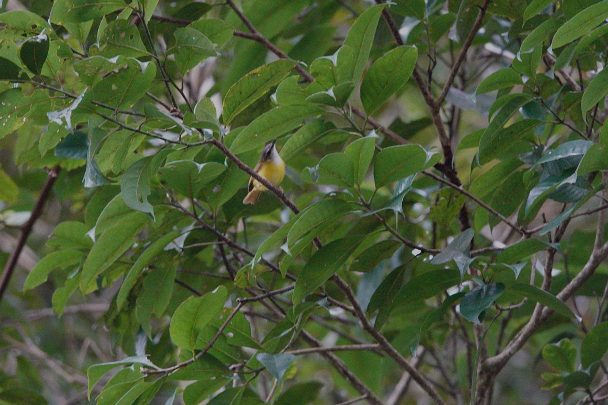 Yellow-bellied Warbler