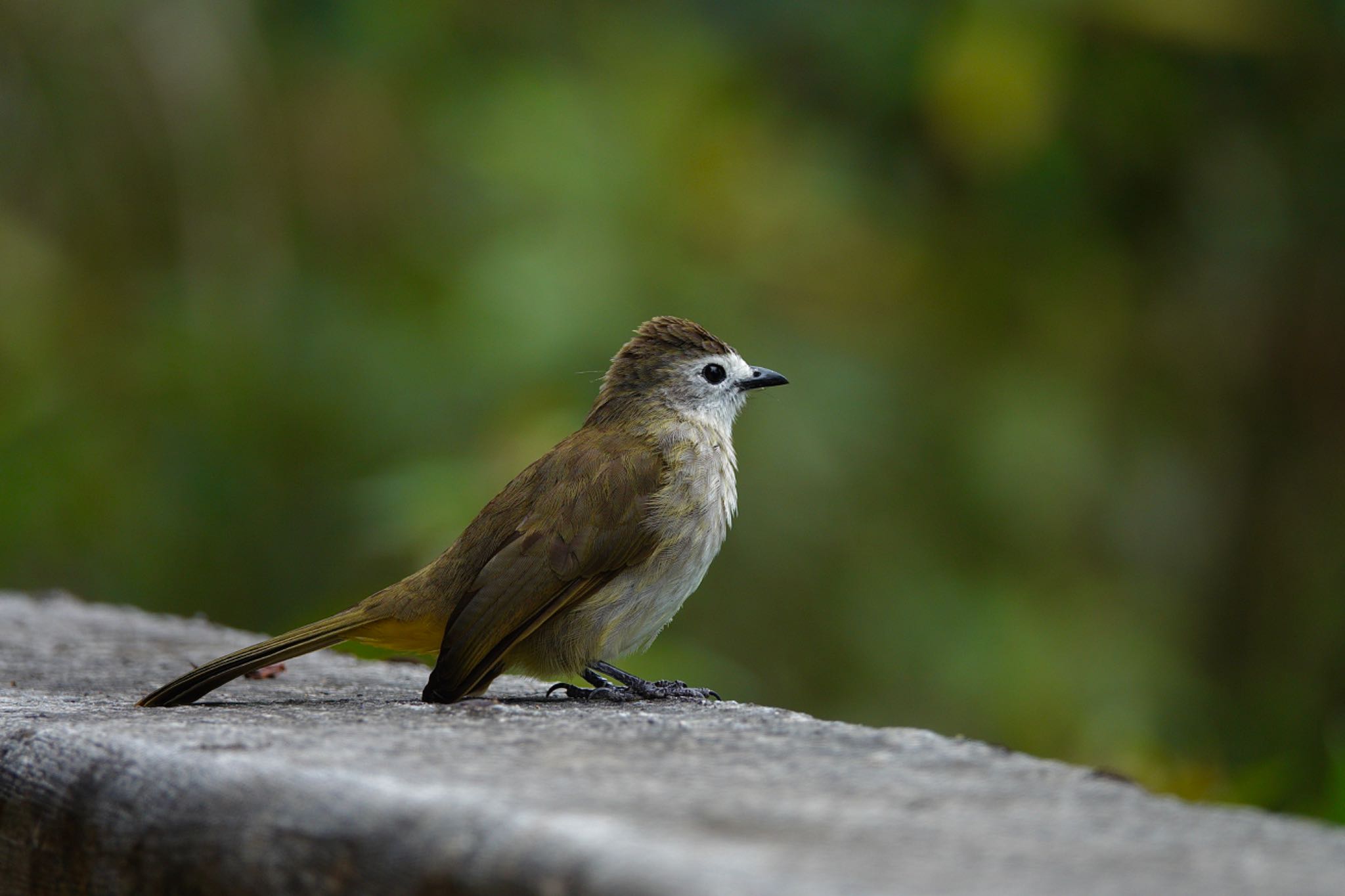 Pale-faced Bulbul