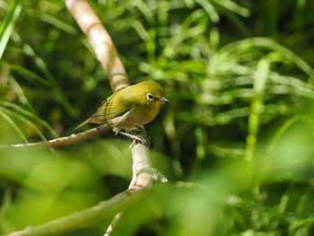 Sun, 6/2/2024 Birding report at 発寒川緑地(札幌市西区)