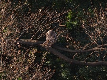 Eurasian Goshawk Shinjuku Gyoen National Garden Sun, 1/13/2019