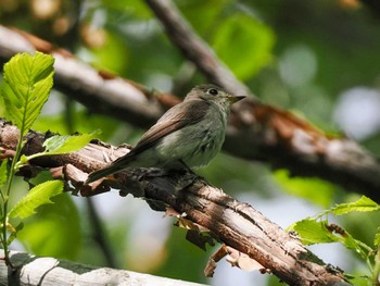 Asian Brown Flycatcher 宮城沢林道(札幌市西区) Sun, 6/2/2024