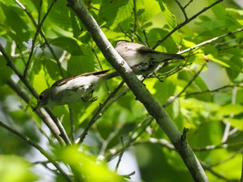 Asian Brown Flycatcher 宮城沢林道(札幌市西区) Sun, 6/2/2024