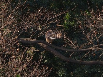 Eurasian Goshawk Shinjuku Gyoen National Garden Sun, 1/13/2019