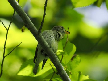 Asian Brown Flycatcher 宮城沢林道(札幌市西区) Sun, 6/2/2024