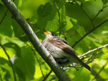 Asian Brown Flycatcher 宮城沢林道(札幌市西区) Sun, 6/2/2024