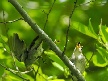 Asian Brown Flycatcher 宮城沢林道(札幌市西区) Sun, 6/2/2024