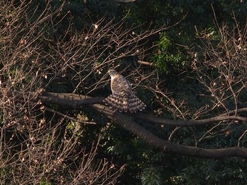 Eurasian Goshawk Shinjuku Gyoen National Garden Sun, 1/13/2019