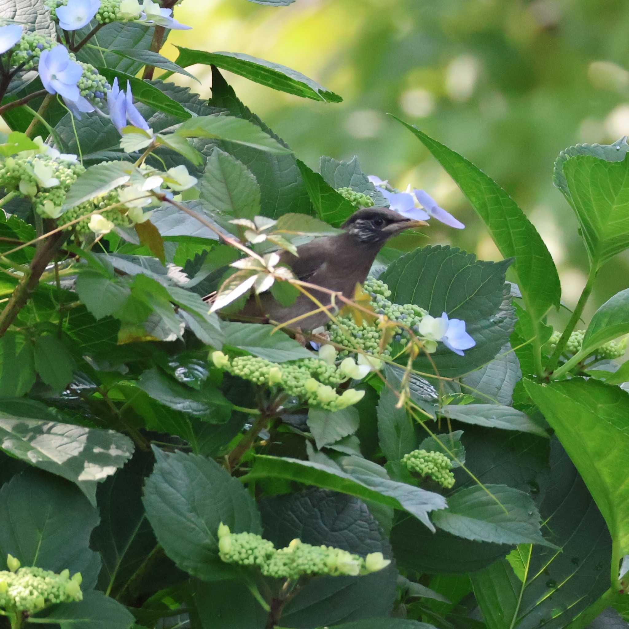 White-cheeked Starling