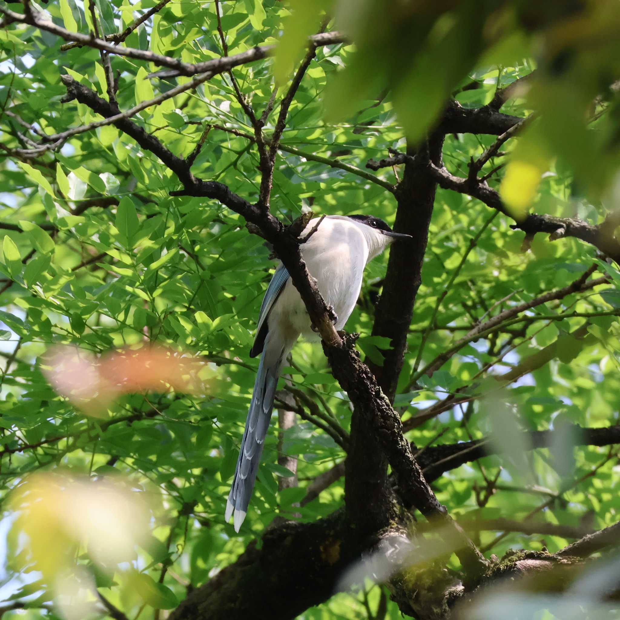 Azure-winged Magpie