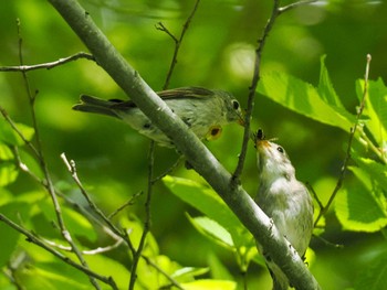 Asian Brown Flycatcher 宮城沢林道(札幌市西区) Sun, 6/2/2024