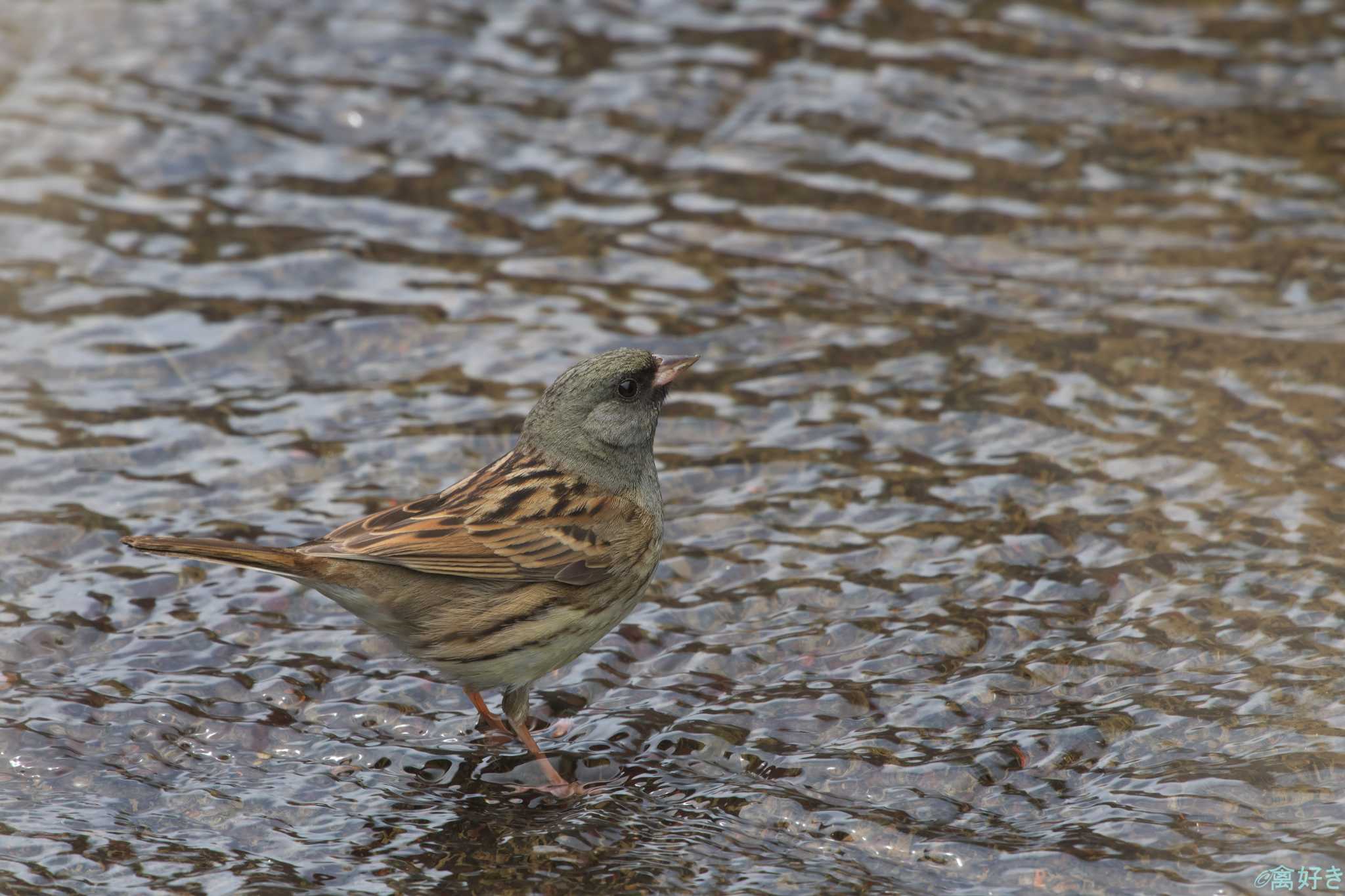 Black-faced Bunting