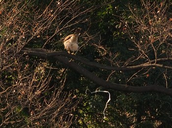 Eurasian Goshawk Shinjuku Gyoen National Garden Sun, 1/13/2019