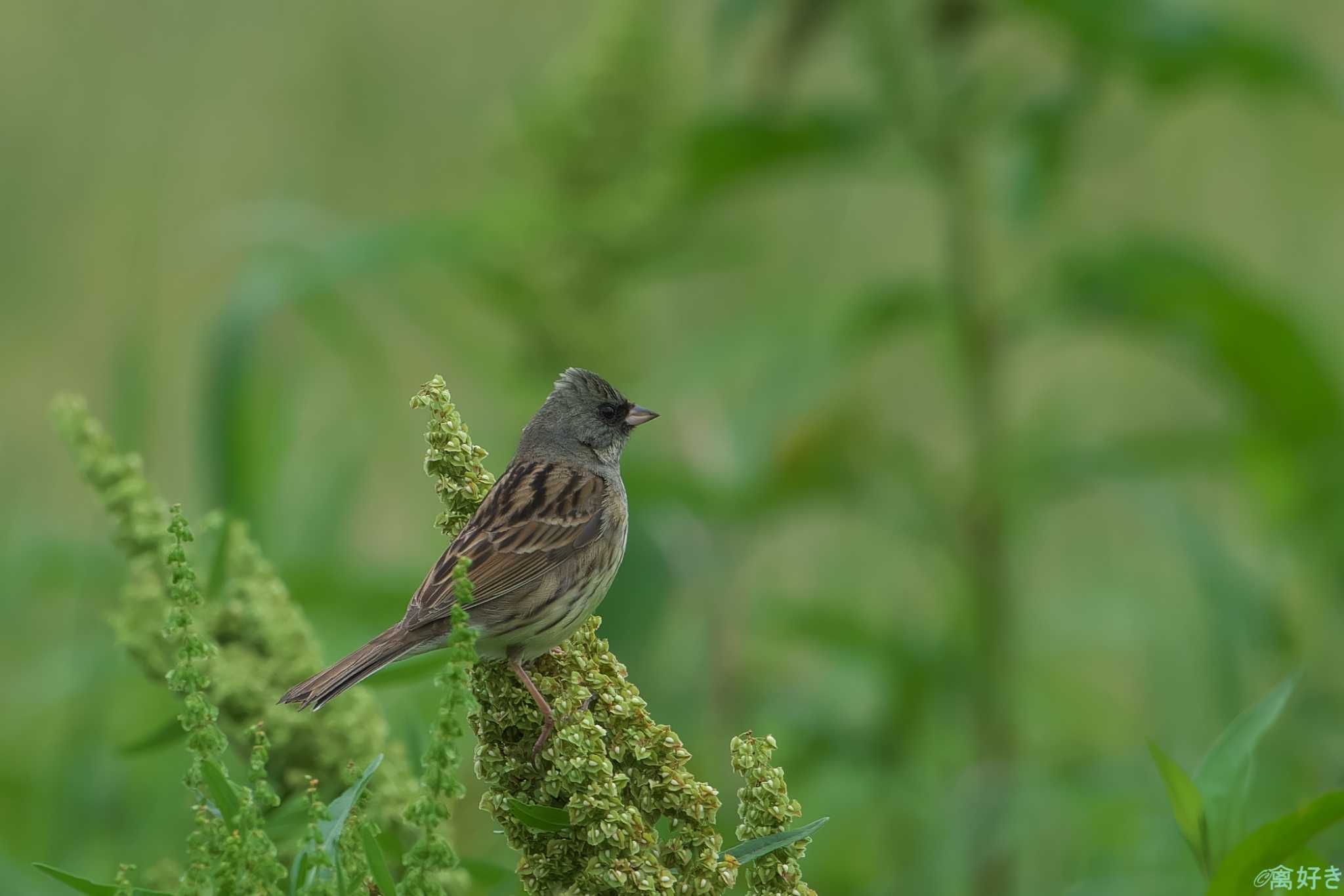 Black-faced Bunting