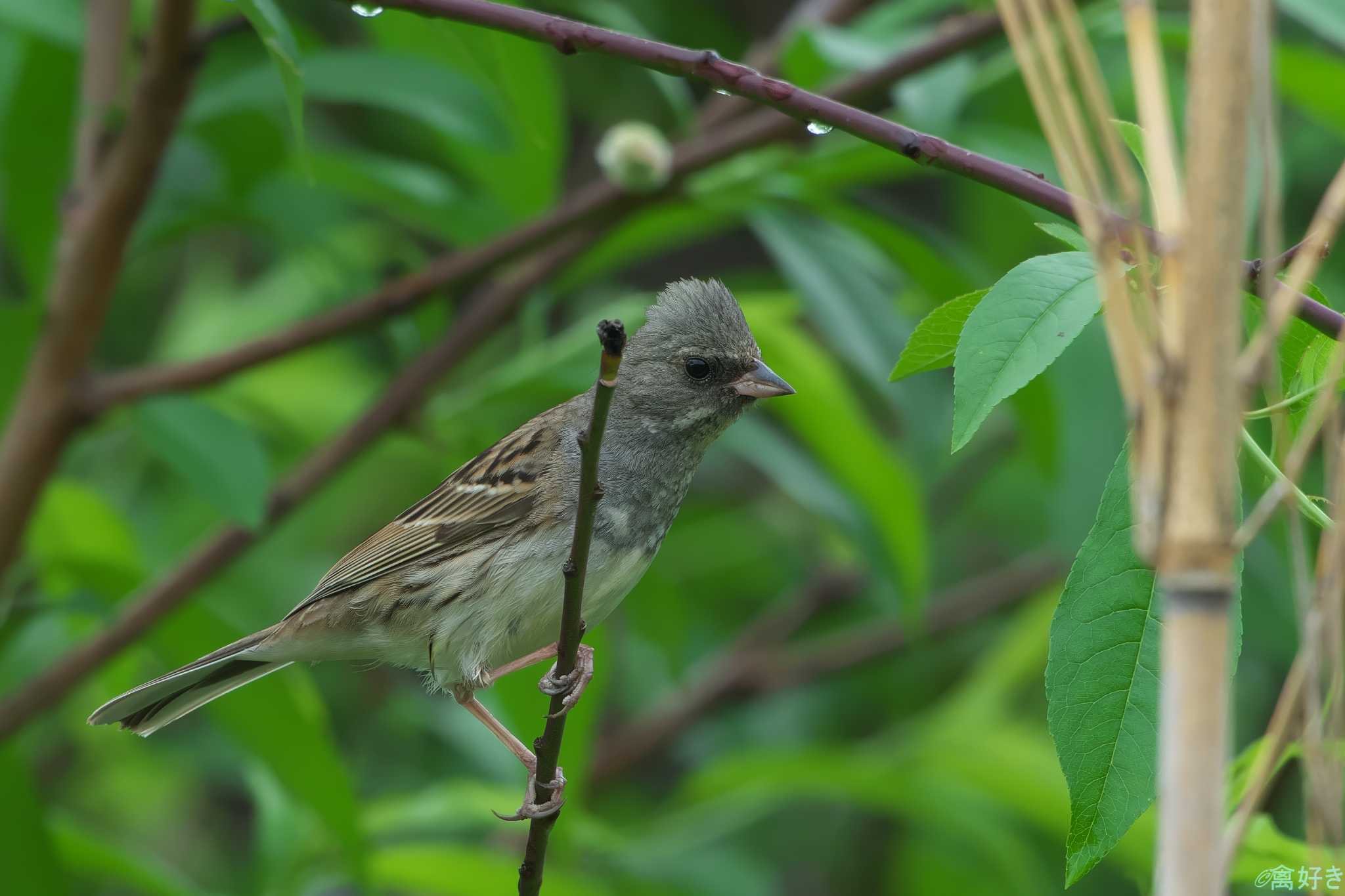 Black-faced Bunting