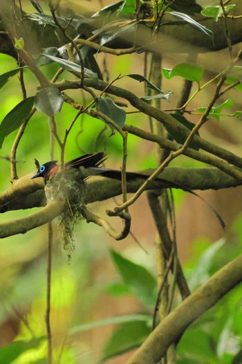 Wed, 5/29/2024 Birding report at 八王寺城跡公園