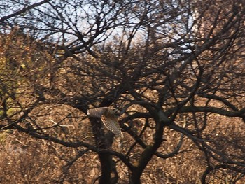 Eurasian Goshawk Shinjuku Gyoen National Garden Sun, 1/13/2019