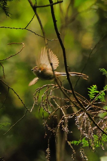 Thu, 5/30/2024 Birding report at 八王寺城跡公園