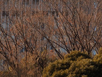 Eurasian Goshawk Shinjuku Gyoen National Garden Sun, 1/13/2019