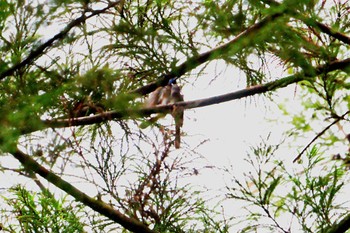 2024年6月2日(日) 国内の野鳥観察記録