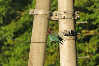 Sat, 6/1/2024 Birding report at 越後松之山