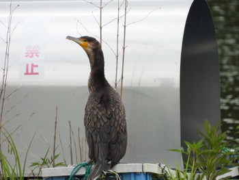 Great Cormorant 等々力緑地 Sun, 6/2/2024