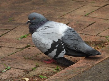 Rock Dove 等々力緑地 Sun, 6/2/2024