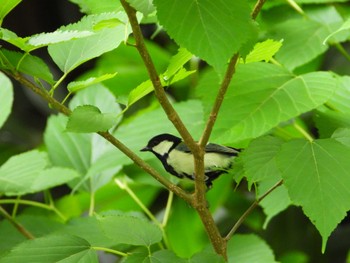 Japanese Tit 等々力緑地 Sun, 6/2/2024