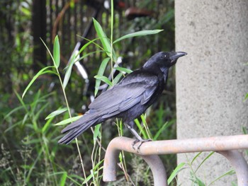 Carrion Crow 等々力緑地 Sun, 6/2/2024