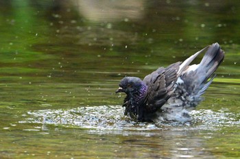 Rock Dove Kyoto Gyoen Sat, 6/1/2024