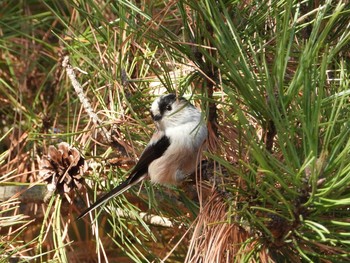 Sun, 1/13/2019 Birding report at 兵庫県　稲美町