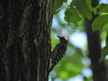 Japanese Pygmy Woodpecker Komiya Park Sat, 6/1/2024