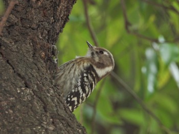 Japanese Pygmy Woodpecker 近所 Thu, 3/7/2024